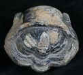 Bargain Enrolled Drotops Trilobite - Around #7951-3